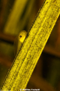 tiny tadpole in a pond by Mathieu Foulquié 